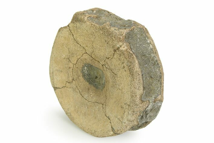 Fossil Ichthyosaur (Brachypterygius) Vertebra - England #351050